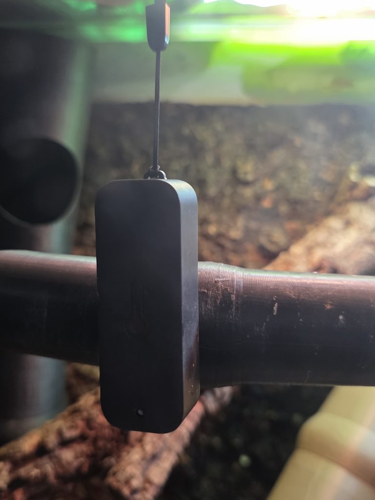 Battery-powered thermometer being used to monitor dart frog vivariums during a simulated power cut