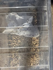 Large established bean weevil culture after approximately three months of breeding