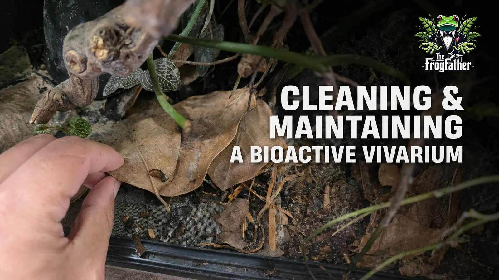 Hand lifting leaf litter while cleaning and maintaining a bioactive dart frog vivarium