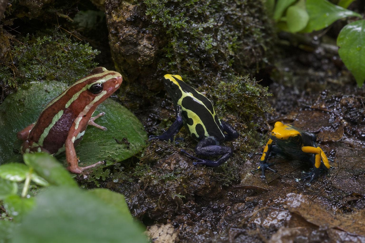 Antonii, Cobalt and Tumucumaque dart frogs in a planted bioactive vivarium