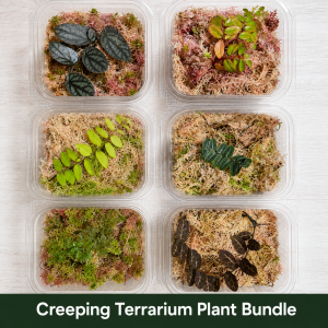 Six creeping and ground-cover terrarium plants supplied in live sphagnum moss