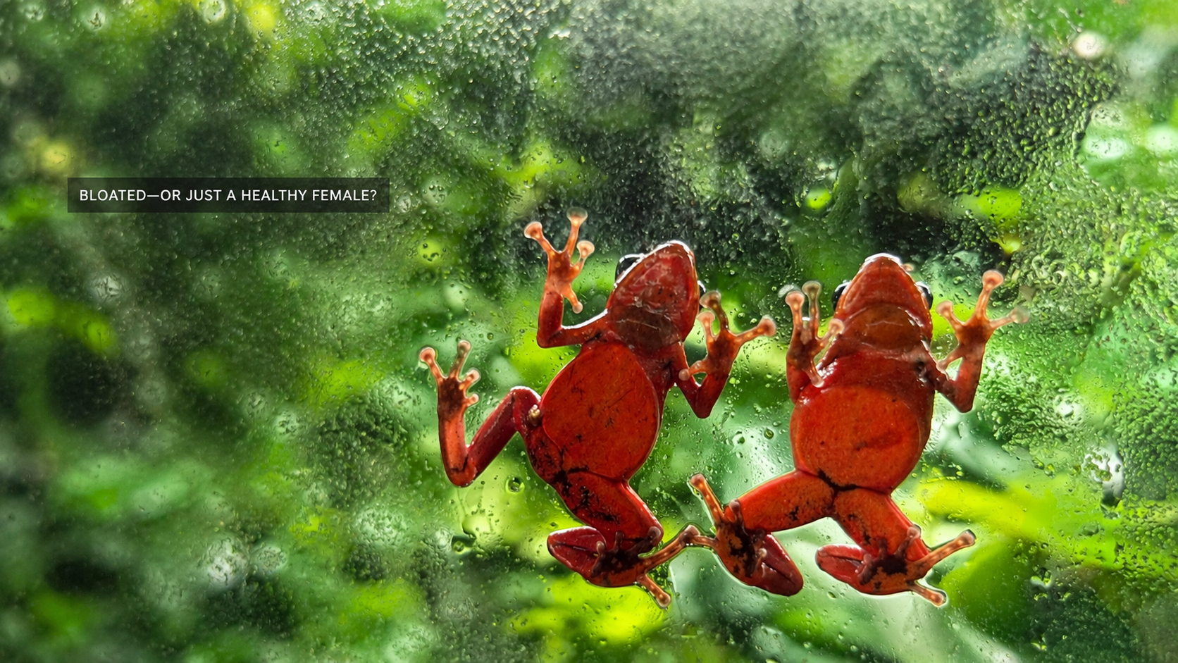 Two red Oyapock dart frogs viewed from beneath, showing naturally different abdominal shapes