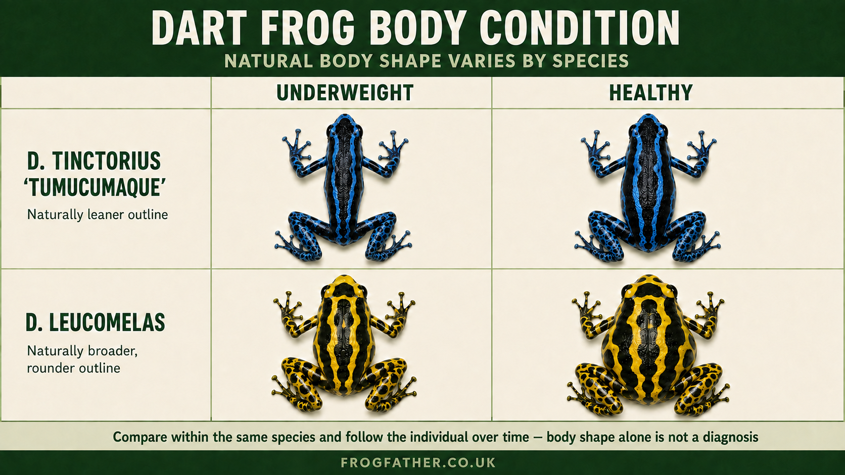 Dart frog body condition infographic comparing underweight, healthy, overweight and obese frogs from above