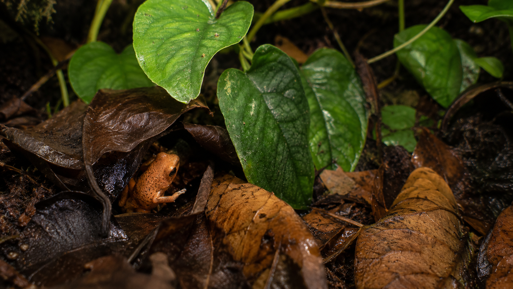Orange dart frog partially concealed beneath damp leaf litter in a planted tropical vivarium