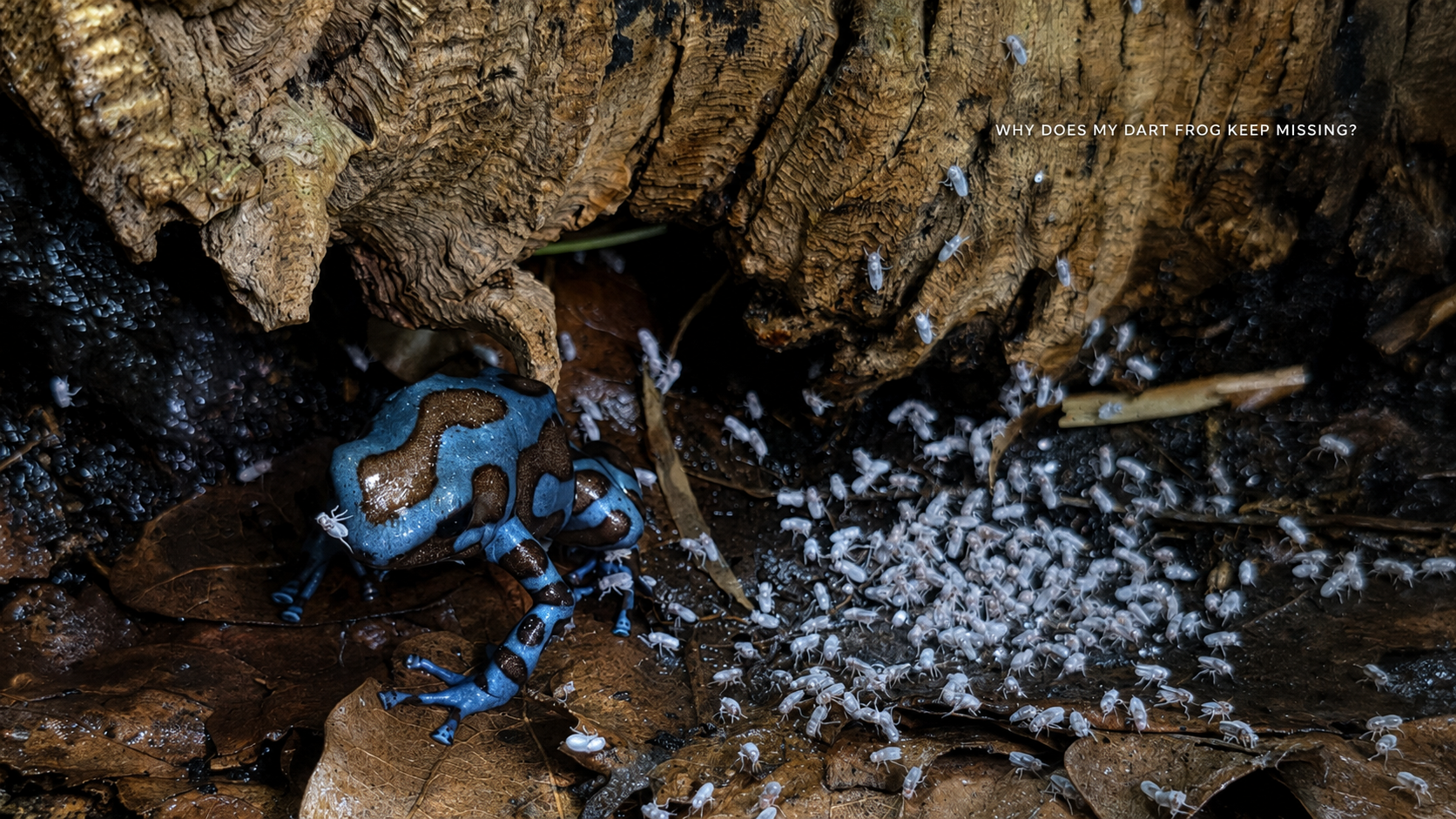 Blue and brown dart frog surrounded by feeder fruit flies beneath cork bark in a bioactive vivarium