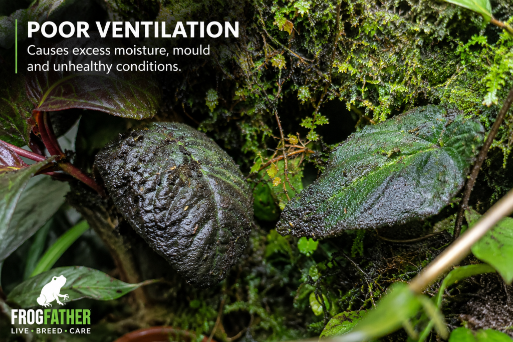 Poor ventilation in a bioactive dart frog vivarium showing persistently wet leaves, excess moisture and stagnant conditions.