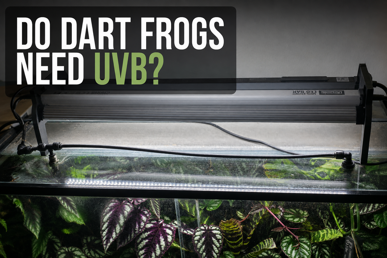 Planted poison dart frog vivarium fitted with raised UVB and LED lighting above shaded tropical foliage.