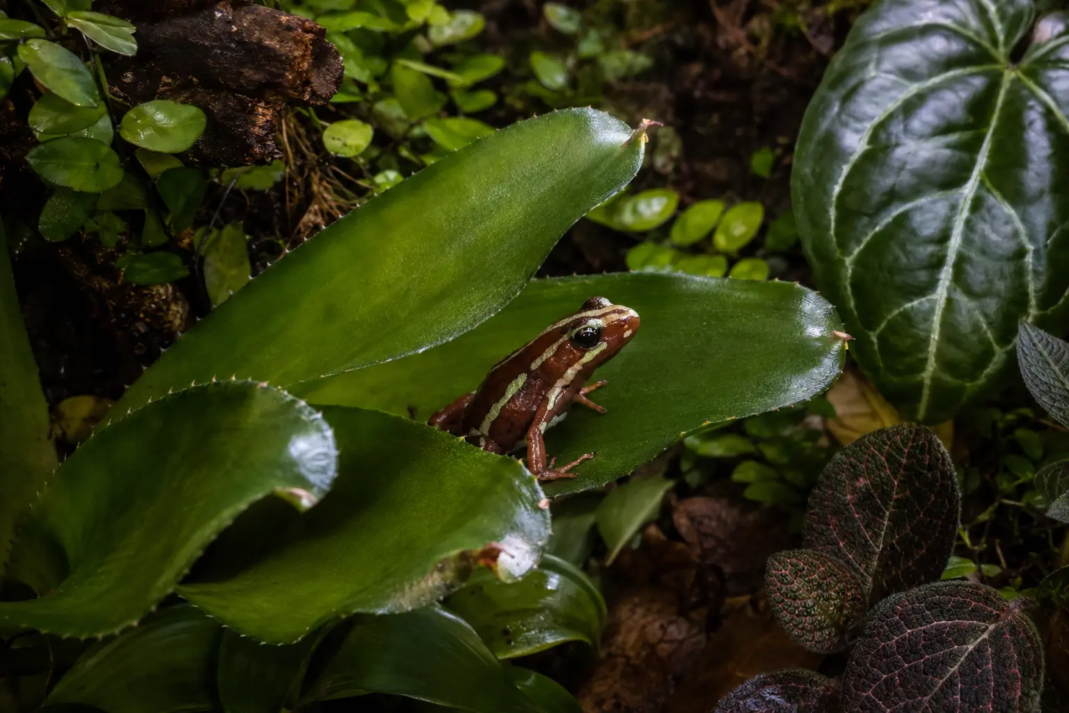 Epipedobates anthonyi dart frog perched among bromeliad leaves in a planted bioactive vivarium at Frogfather HQ
