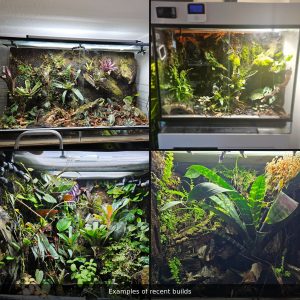 Four custom-built bioactive Euro vivariums with tropical plants, natural wood and hand-built backgrounds