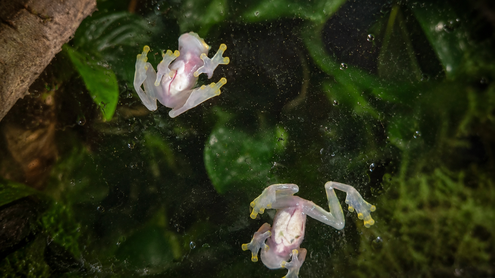 Two translucent glass frogs clinging to the wet glass of a planted tropical vivarium