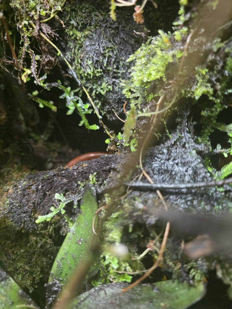Close-up of stagnant areas inside a poorly ventilated dart frog vivarium with persistently damp hardscape and moss.