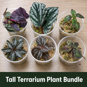 Six tall and upright terrarium plants supplied as a mixed vivarium plant bundle