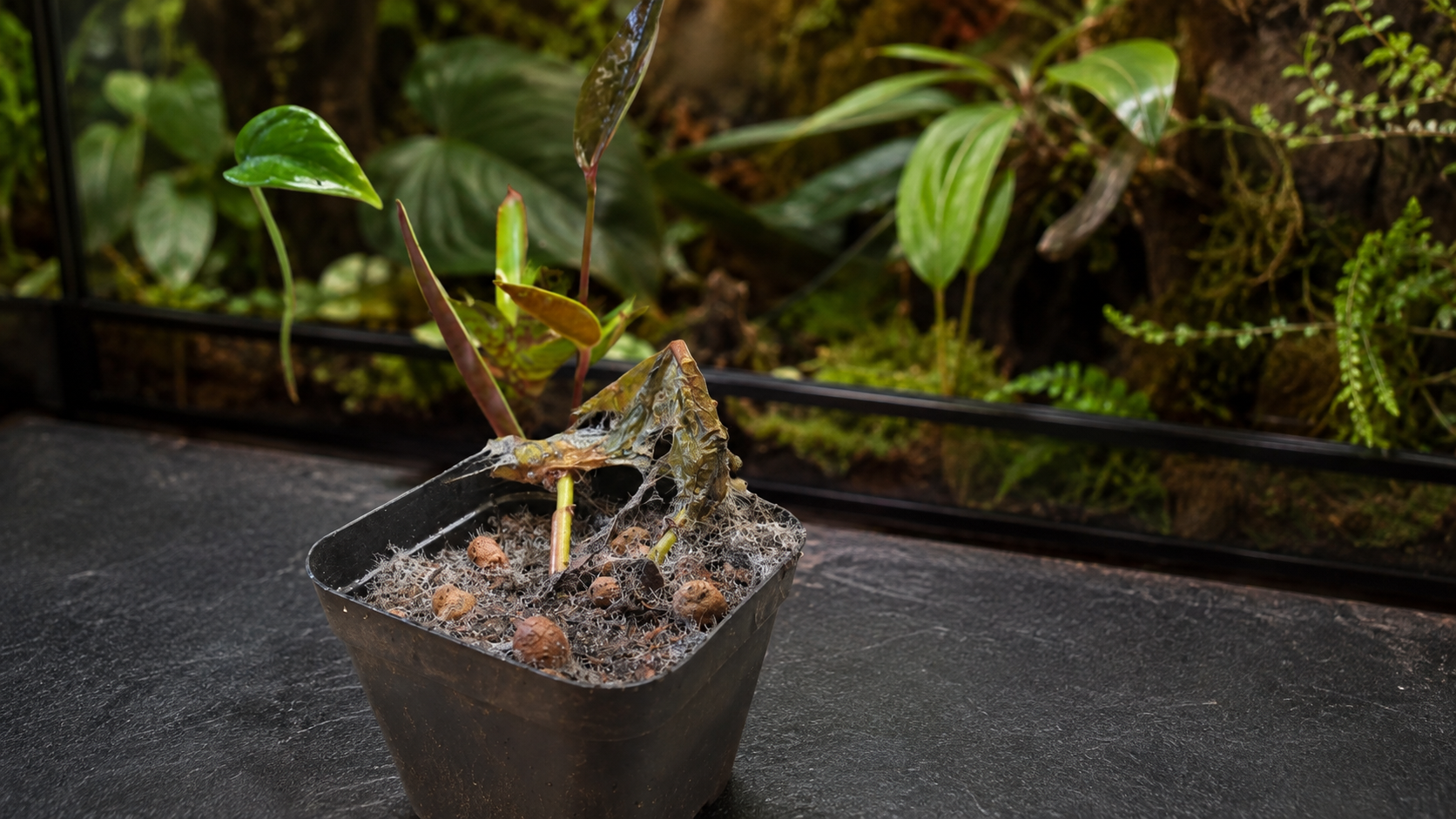 Newly planted tropical vivarium plant with a collapsed leaf and firm upright shoots