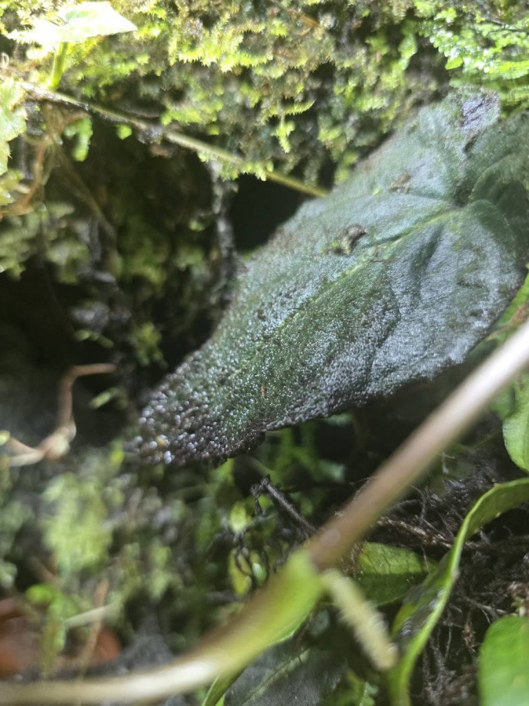 Leaf remaining permanently wet inside a bioactive dart frog vivarium with insufficient ventilation.