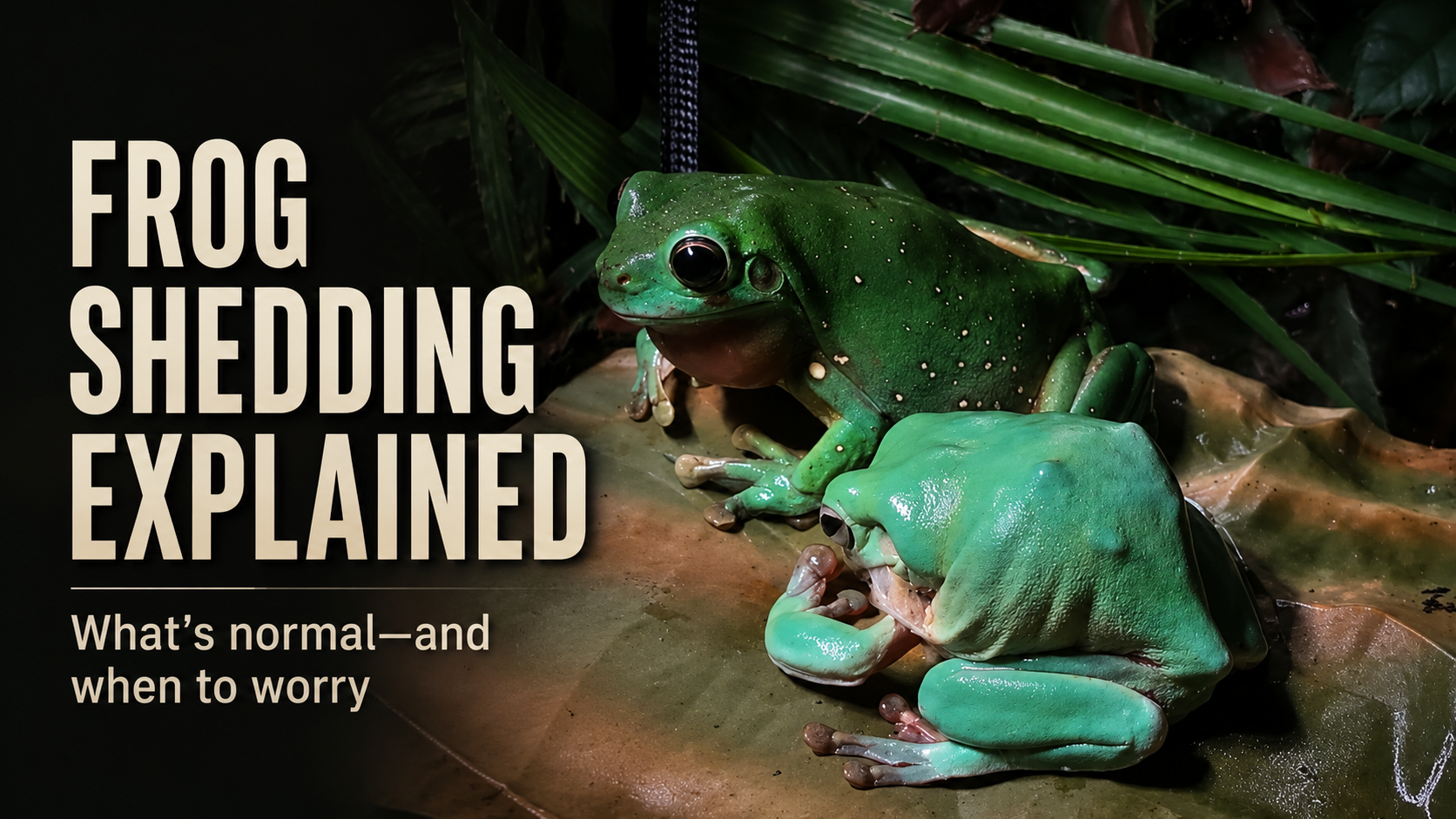 Female White’s tree frog removing and eating loose skin during normal shedding behaviour