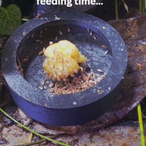 Frogfather DustDock feeding station holding banana and freshly dusted fruit flies inside a planted dart frog vivarium.