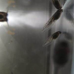 Captive-bred Oriental fire-bellied toad tadpoles swimming in a planted aquarium