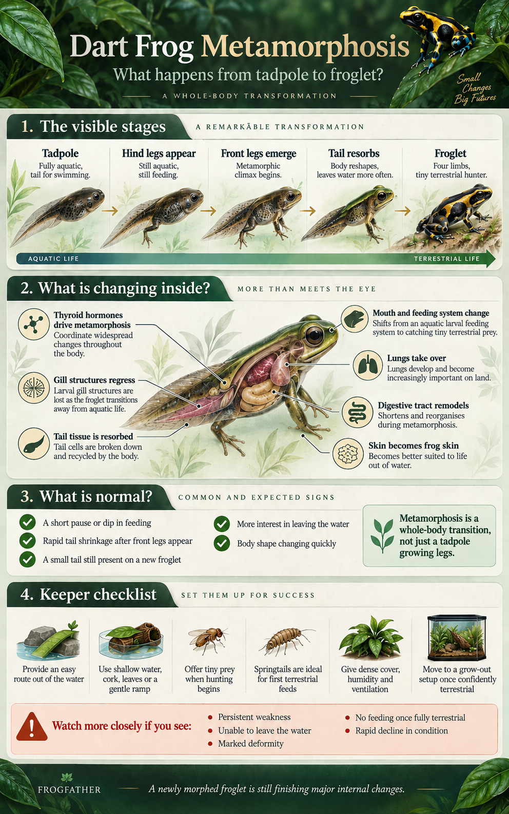 Educational infographic showing dart frog metamorphosis from tadpole through leg development, tail resorption and emergence as a froglet.