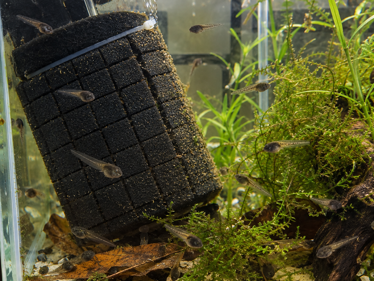 Communal tadpole tank showing multiple tadpoles swimming among moss, plants and a sponge filter.