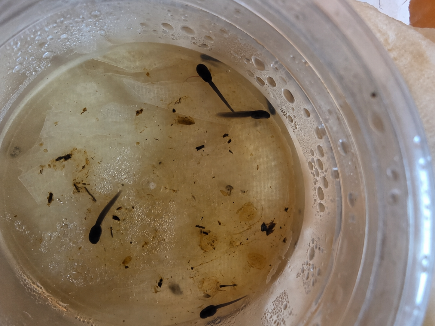 Several dart frog tadpoles of different sizes developing in a rearing container.