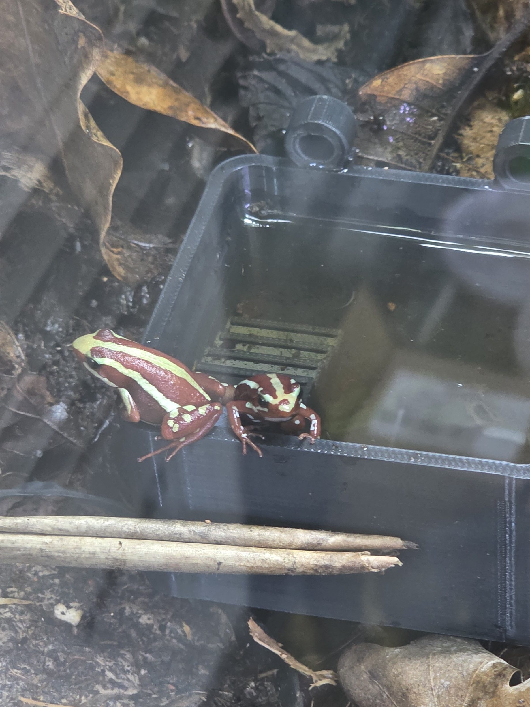 Male and female Epipedobates anthonyi beside a removable tadpole bath immediately after the male deposited a tadpole.