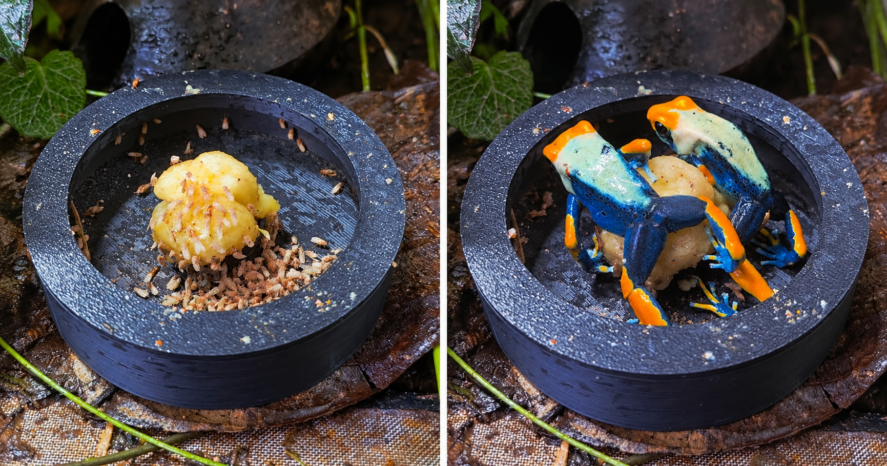 Frogfather DustDock feeding station with dusted fruit flies and dart frogs feeding from it in a bioactive vivarium.
