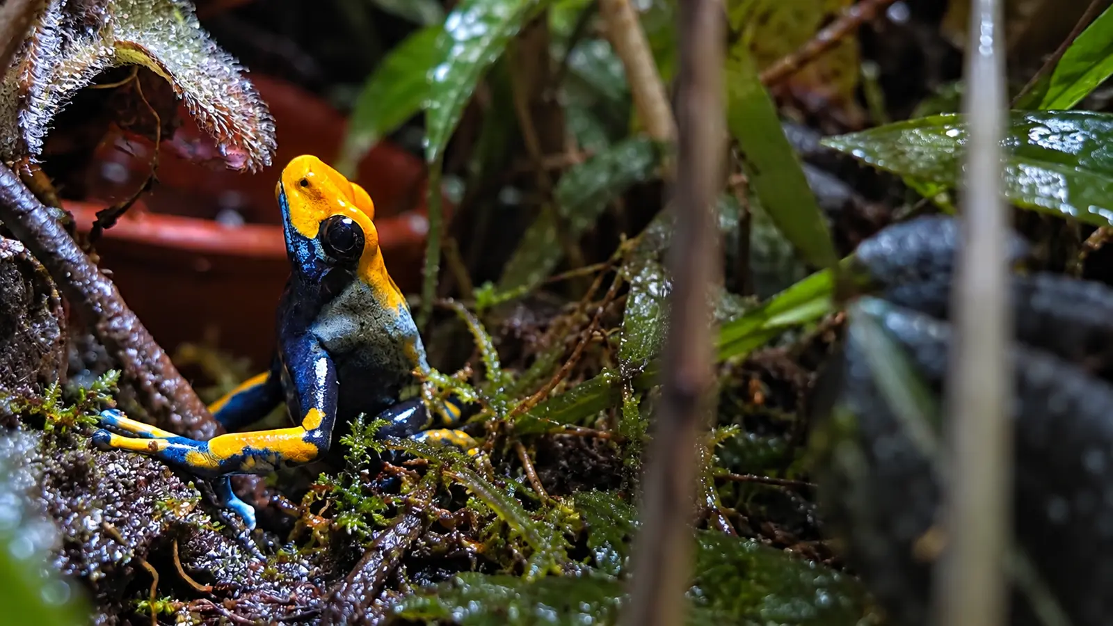 Peacock dart frog looking upwards in an alert hunting posture inside a planted vivarium