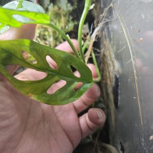 Rooted Monstera adansonii Monkey Mask plant growing in a tropical bioactive vivarium