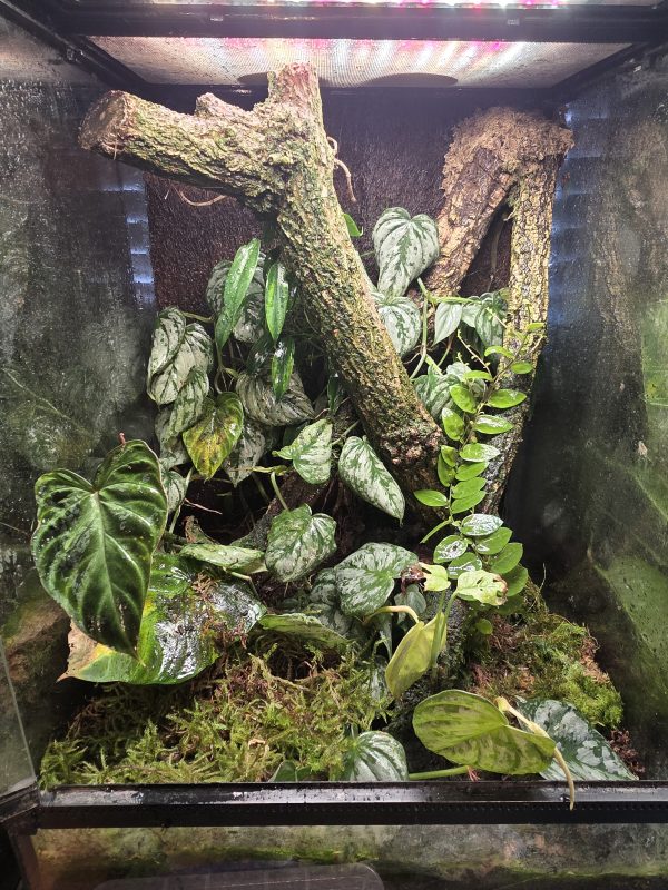 Sunday Sale – Established 45×45×60 Bioactive Dart Frog Vivarium - Image 4