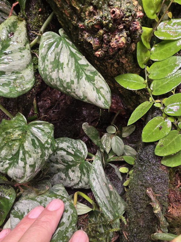Sunday Sale – Established 45×45×60 Bioactive Dart Frog Vivarium - Image 5