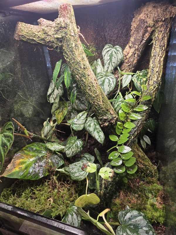 Sunday Sale – Established 45×45×60 Bioactive Dart Frog Vivarium - Image 3