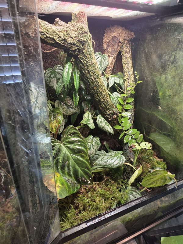Sunday Sale – Established 45×45×60 Bioactive Dart Frog Vivarium - Image 2