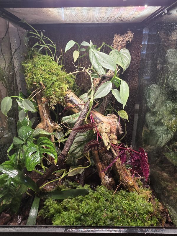Sunday Sale – Established 45×45×60 Bioactive Dart Frog Vivarium - Image 6
