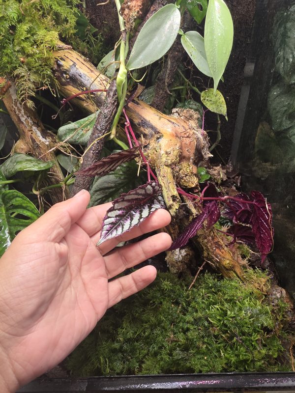 Sunday Sale – Established 45×45×60 Bioactive Dart Frog Vivarium - Image 7