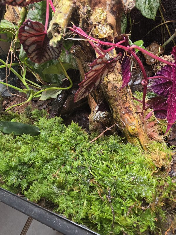 Sunday Sale – Established 45×45×60 Bioactive Dart Frog Vivarium - Image 8