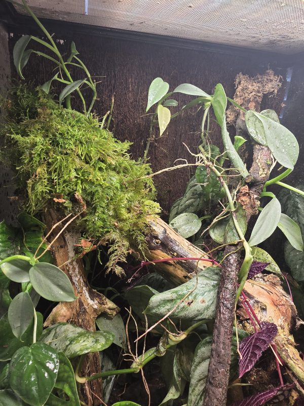 Sunday Sale – Established 45×45×60 Bioactive Dart Frog Vivarium - Image 9