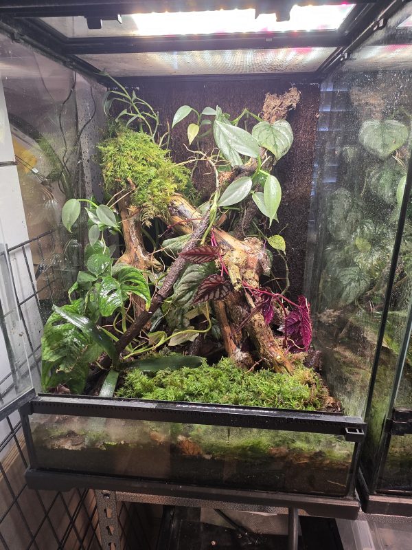 Sunday Sale – Established 45×45×60 Bioactive Dart Frog Vivarium - Image 10