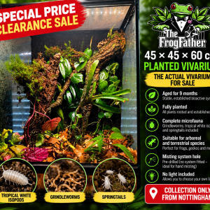 Actual 45x45x60cm established bioactive vivarium for sale at The Frogfather, with rooted tropical plants, cork bark and leaf litter