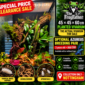 Established 45 × 45 × 60cm planted bioactive vivarium, available with an optional Azureus dart frog breeding pair, collection only from Nottingham.