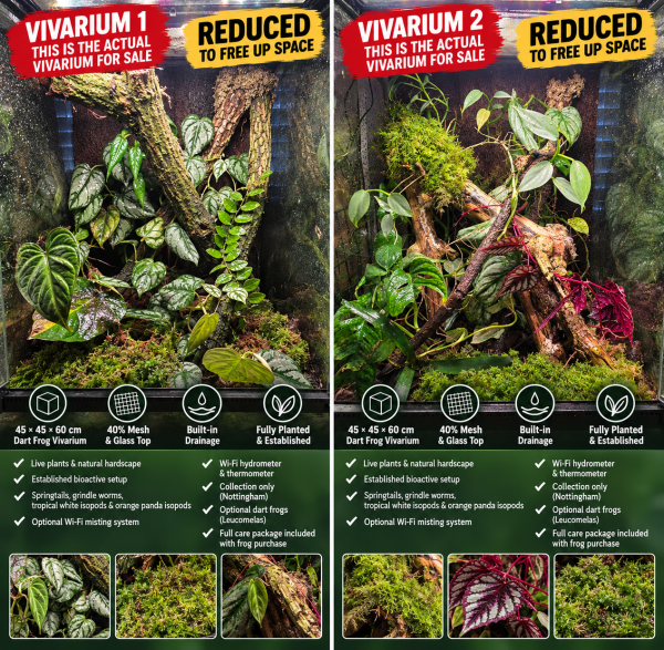 Two established 45x45x60 bioactive dart frog vivariums in the Frogfather Sunday Sale