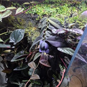 Frogfather 3D-printed plant propagation rooting ball fitted around a Marcgravia El Coca runner inside a tropical vivarium