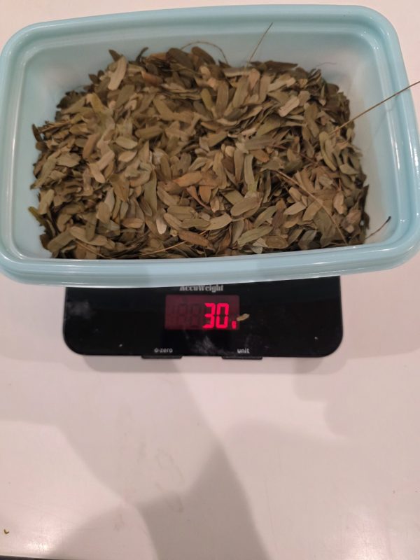 Close view of small dried tamarind leaflets in a blue tray above scales displaying 30 g
