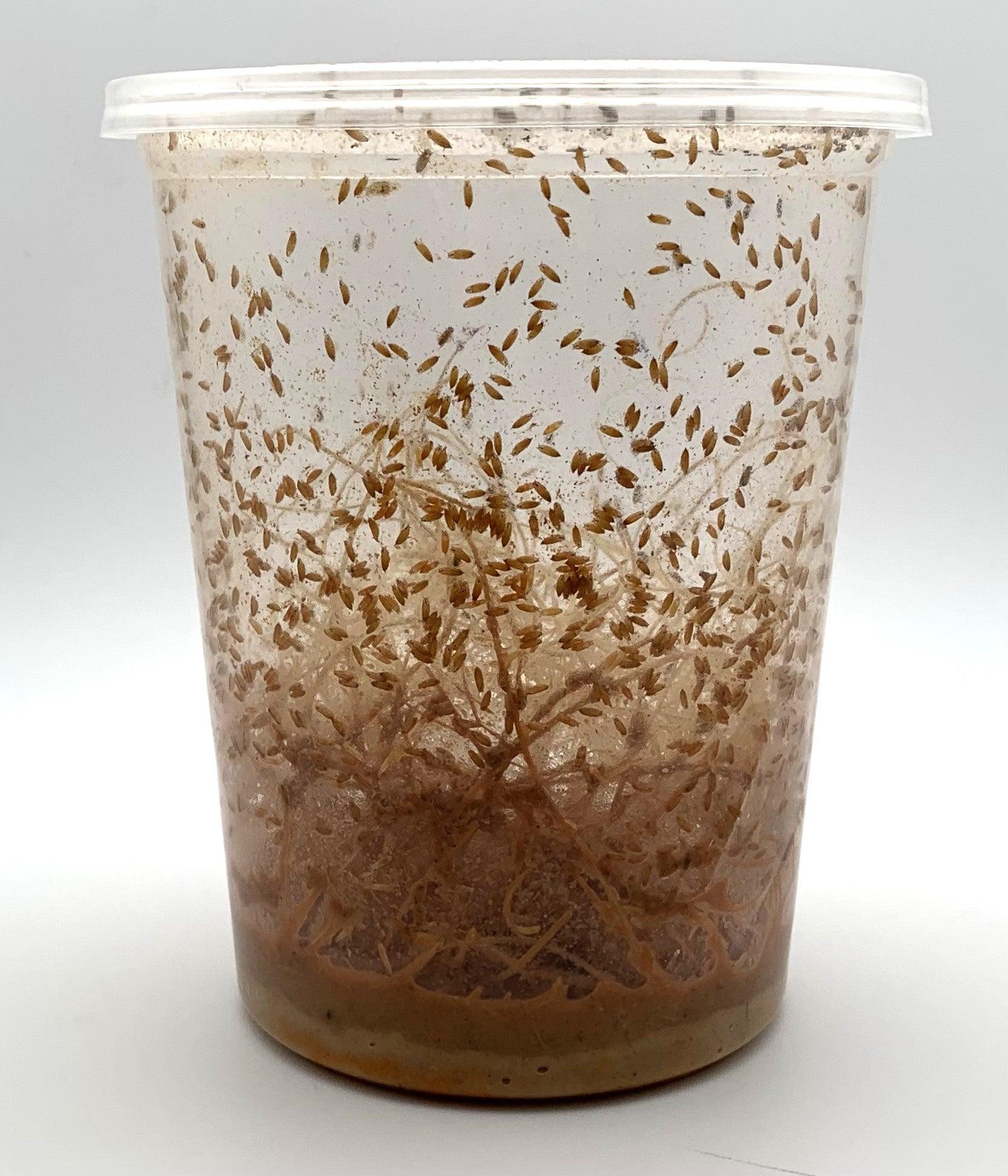 Side-by-side comparison of a productive fruit fly culture with visible pupae and an unsuccessful culture with depleted media.