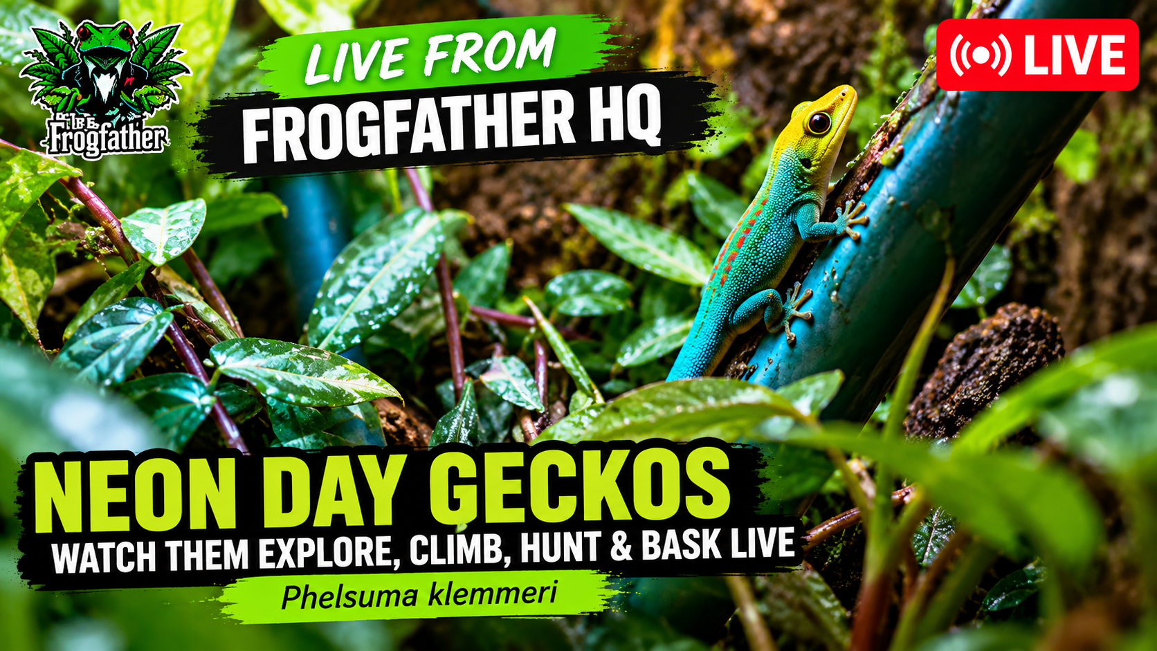 Neon Day Gecko (Phelsuma klemmeri) in a planted bioactive vivarium on the Frogfather Live Cam