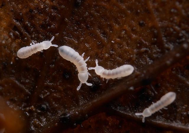 Illustrated comparison of tiny white springtails, soil mites and juvenile isopods commonly found in bioactive vivariums.