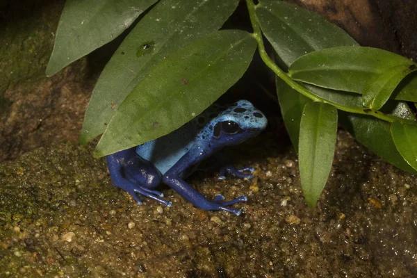 Poison dart frog partially hiding beneath a tropical leaf in a planted bioactive vivarium.