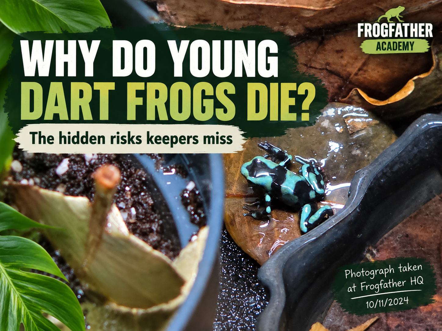 Young turquoise and black dart frog in a Frogfather HQ grow-out enclosure, illustrating potential causes of juvenile dart frog mortality.